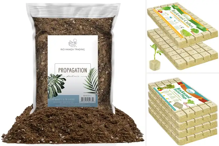 Detailed view of Best Soilless Planting Materials: Top 10 Easy Options
